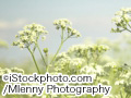 iStock_000003962630Large.jpg